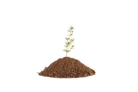 Photo of a plant growing on a hill of clay isolated on a white background. Plants and gardening.