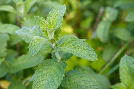 Photo of a mint plant growing on garden. Plants and gardening.