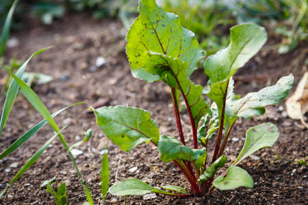 Photo of a radish plant growing on garden. Plants and gardening.の写真素材