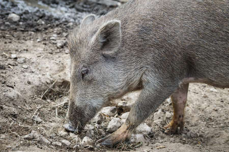Wild boar