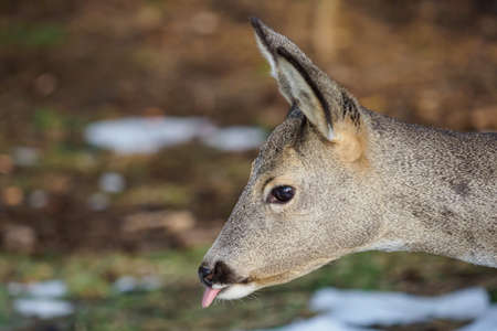 Roe deer eats grass under snow in spruce forest, Capreolus capreolus. Wild roe deer in nature.の写真素材