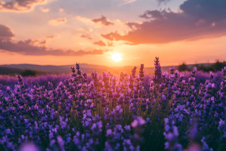 Lavender plants filling a field with purple flowers under a vibrant orange skyの素材
