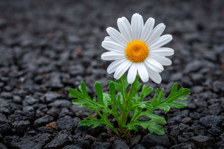 Daisy flower demonstrating resilience and new life emerging from harsh volcanic groundの素材
