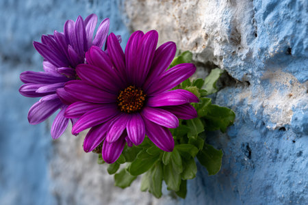 Vibrant purple flowers finding life in a crack of a textured blue and white wallの素材