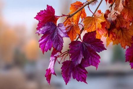 Branch of colorful autumn leaves showing vibrant pink, purple, and orange huesの素材