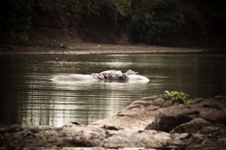 Hippos の写真素材