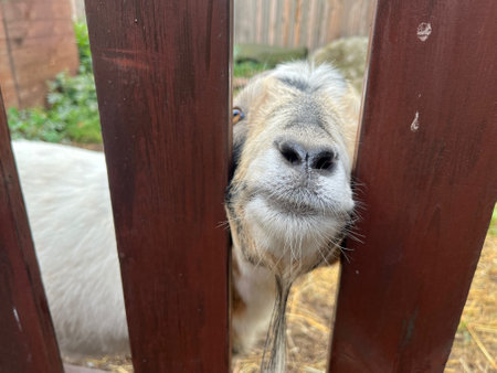 The goats over wooden fence.の写真素材