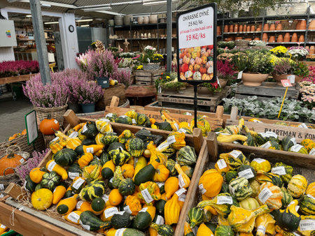 TEPLICE, CZECH REPUBLIC - 17.10.2023: Pumpkin sale at the garden center. Okrasne dyne means colors pumpkins.のeditorial素材