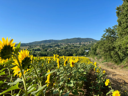 A field of sunflowers. Blue sky. The vicinity of cities Cetona and Piazze. Tuscany, Sienaの写真素材