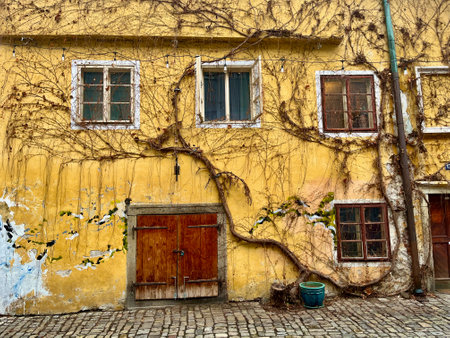 A vine wrapped around a wall in Cesky Krumlov, Czech Republicの写真素材