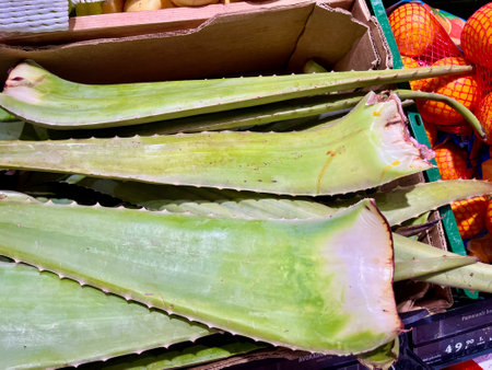 Aloe vera at grocery store.の写真素材