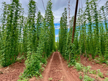 Hop field in Ocihov, Zatec region, Czech Republic. Blue sky, red soilの写真素材