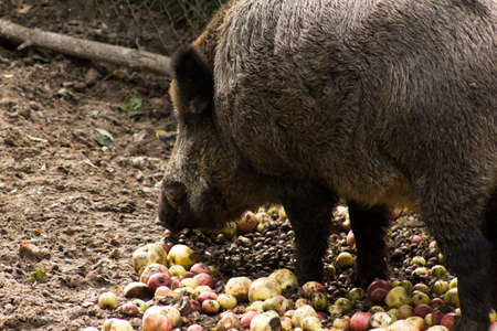 Wild Boar Eating Applesの写真素材
