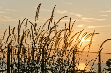 See sunshine behind flower of grassの写真素材