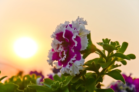 beautiful flower with warming lightの写真素材