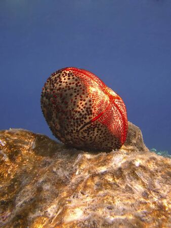 Starfish (Culcita novaeguineae) sideviewの写真素材