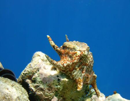 spider seashell undewater lying on rocky seabed, Maldives, 2006の写真素材