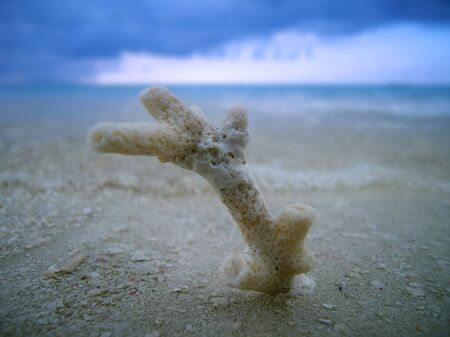 coral on the sandy beach beside oceanの写真素材