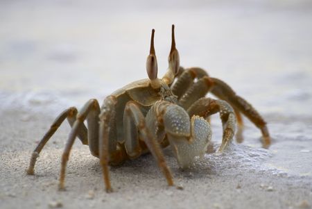 crab close-upの写真素材