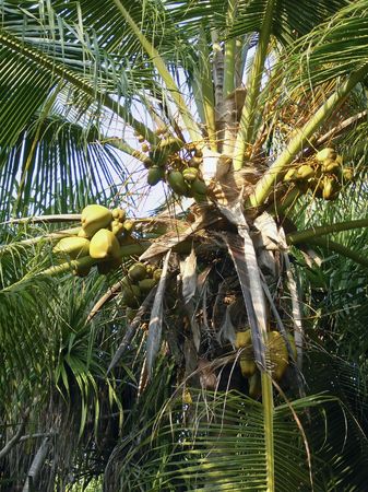 top of coconut palm treeの写真素材