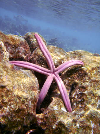 Starfish within bleached coralsの写真素材