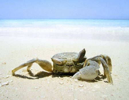 Crab ashoreの写真素材