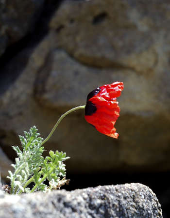 Red poppy Papaver rhoeasの写真素材