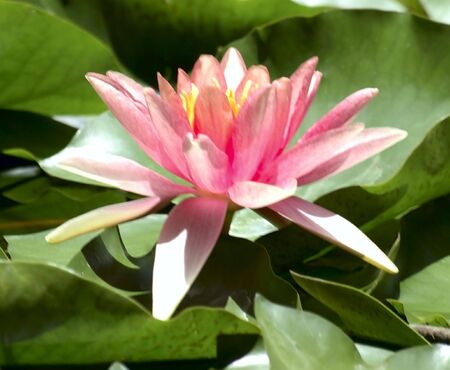Water lilyの写真素材
