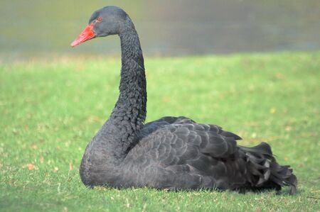 Black swanの写真素材