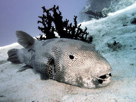Giant boxfishの写真素材