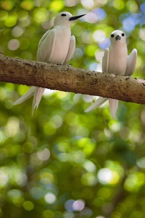 Amorous  pair of Fairy Terns: mates sat close together on a branch , Seychellesの写真素材