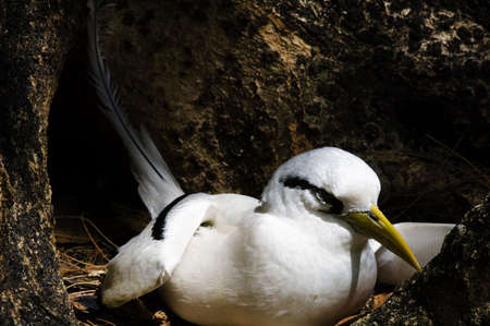 White-tailed Tropicbird (Phaethon lepturus)  on the nest, Cousin island, Seychellesの写真素材