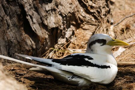 White-tailed Tropicbird (Phaethon lepturus)  on the nest, Cousin island, Seychellesの写真素材