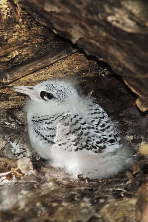 Nestling of White-tailed Tropicbird (Phaethon lepturus), Cousin island, Seychellesの写真素材