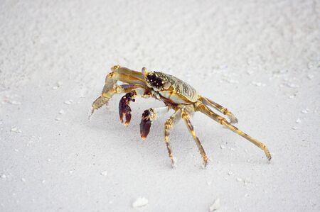 Ghost crab running through the white sand beachの写真素材