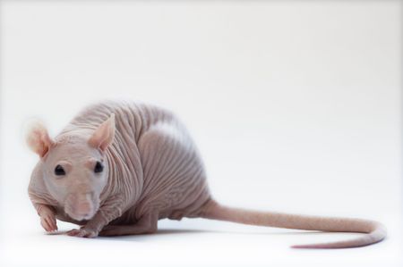 Pet Sphinx hairless female rat against white backgroundの写真素材