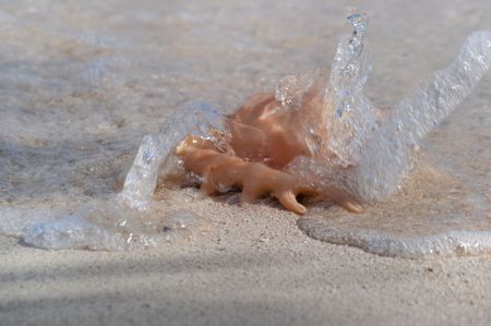 Close up picture of Lambis rugosa Sea Shell lying on edge of water - This seashell is common from...