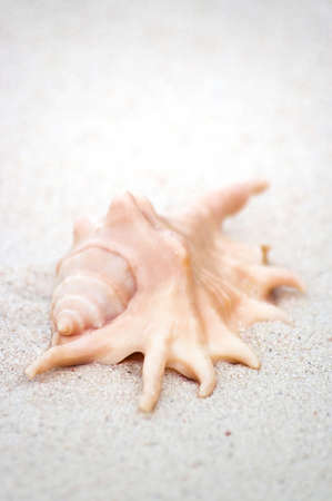 Close up picture of Lambis rugosa Sea Shell lying on edge of water - This seashell is common from...