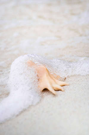 Close up picture of Lambis rugosa Sea Shell lying on edge of water - This seashell is common from Eastern Indian Ocean to Polynesiaの写真素材
