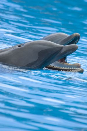 Close up picture of two Common Bottlenose Dolphins (Tursiops truncatus) communicating through squeaks, jaw clapping and yelpingの写真素材