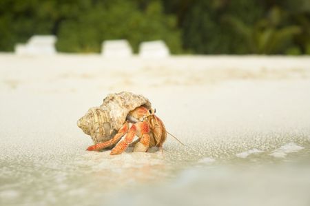 Close up color picture of hermit crab crawling through sandy beachの写真素材