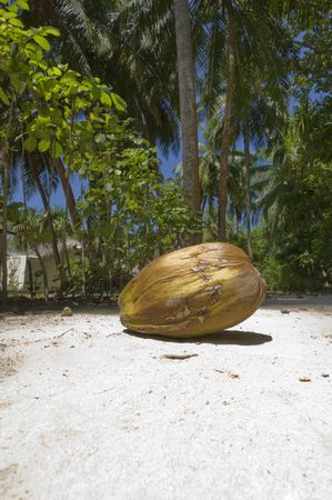Large coconut on sandy tropical beach
