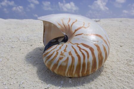 Nautilus sea shellの写真素材