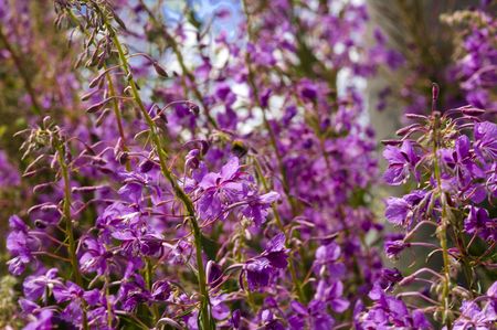 Field overgrown with pigweed flowers (Epilobium angustifolium)の写真素材