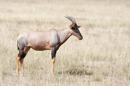 Topi, an anteloipe species of the genus Damaliscus in the Masai Maraの写真素材