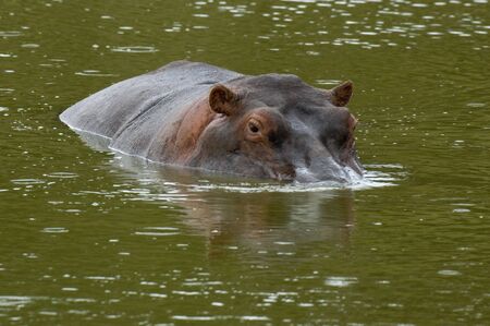 Hippopotamus in semisubmerged position at Masai Mara Natural Reserve, Kenyaの写真素材