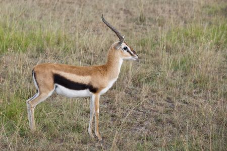Thompson's gazelle at Masai Mara National Partk, Kenya