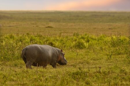 Hippopotamus in search of suitable grazing at dawnの写真素材
