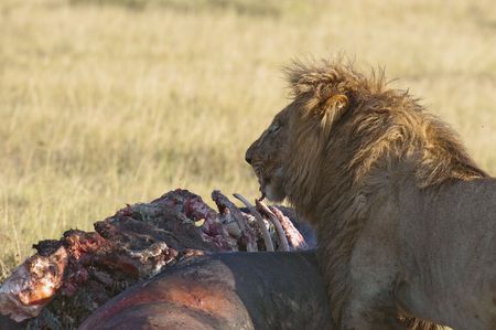 Male lion  eating hippo carcass at Masai Mara National Park, Kenyaの写真素材