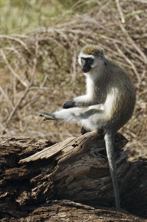 Black faced female vervet (or grivet, savanna, green) monkey (Cercopithecus aethiops) in Amboseli National Park, Kenya. This small monkey with silvery grey body is common in East Africaの写真素材